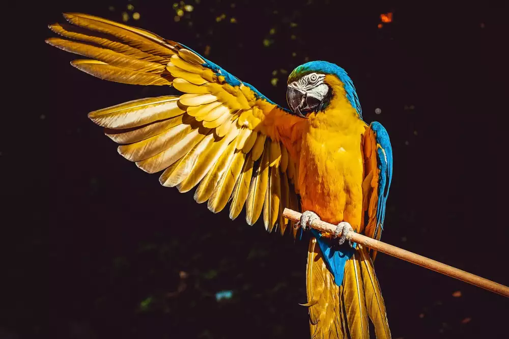 Papoušek Na Prodej