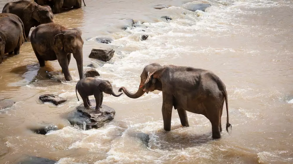 Slon Indický